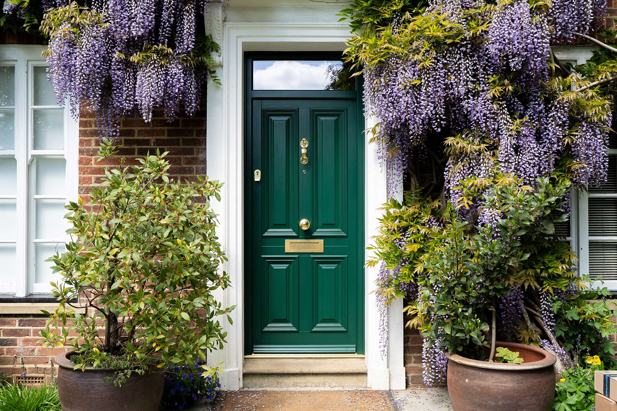 a green timber front door surrounded by blooming wisteria